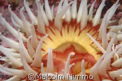 Anenome which  appears to have a small pearl near its mou... by Malcolm Nimmo 